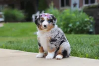 Mable, a female Miniature Australian Shepherd for sale in Baltic, OH – 5 of 8