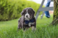 Buddy, a male Miniature Australian Shepherd for sale in Baltic, OH – 6 of 10