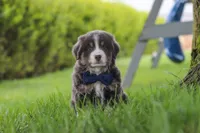 Buddy, a male Miniature Australian Shepherd for sale in Baltic, OH – 8 of 10