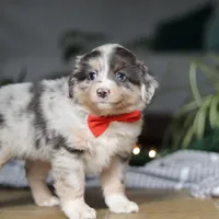 Lilly, a female Miniature Australian Shepherd for sale in Baltic, OH – Photo 6 of 7