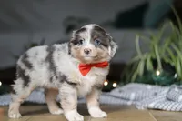 Lilly, a female Miniature Australian Shepherd for sale in Baltic, OH – Photo 6 of 7