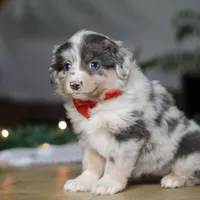 Lilly, a female Miniature Australian Shepherd for sale in Baltic, OH – Photo 5 of 7