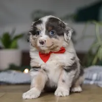 Lilly, a female Miniature Australian Shepherd for sale in Baltic, OH – Photo 1 of 7