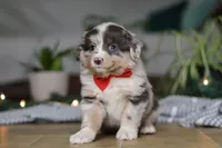 Lilly, a female Miniature Australian Shepherd for sale in Baltic, OH – Photo 1 of 7
