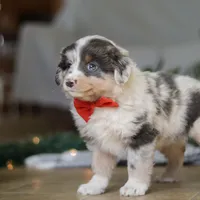 Lilly, a female Miniature Australian Shepherd for sale in Baltic, OH – Photo 4 of 7