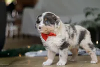 Lilly, a female Miniature Australian Shepherd for sale in Baltic, OH – Photo 4 of 7