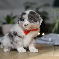 Lilly, a female Miniature Australian Shepherd for sale in Baltic, OH – Photo 3 of 7