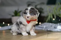 Lilly, a female Miniature Australian Shepherd for sale in Baltic, OH – Photo 3 of 7