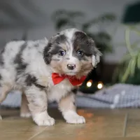 Lilly, a female Miniature Australian Shepherd for sale in Baltic, OH – Photo 2 of 7