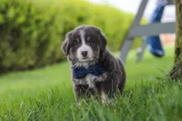 Buddy, a male Miniature Australian Shepherd for sale in Baltic, OH – 5 of 10