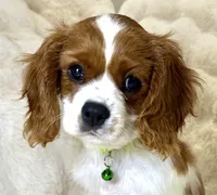 Tony , a male Cavalier King Charles Spaniel for sale in Fountain Valley, CA – 2 of 10