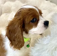Tony , a male Cavalier King Charles Spaniel for sale in Fountain Valley, CA – 7 of 10