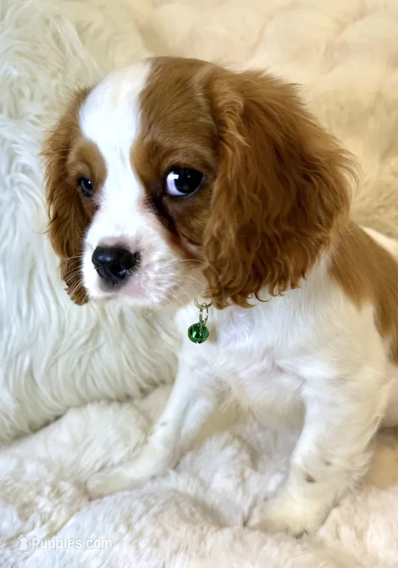 ♥️💙Finn💙♥️ – Cavalier King Charles Spaniel puppy for sale in Fountain Valley, CA