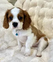 Jasper , a male Cavalier King Charles Spaniel for sale in Fountain Valley, CA – 8 of 10