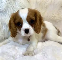 🩷💛Penelope💛🩷, a female Cavalier King Charles Spaniel for sale in Fountain Valley, CA – 6 of 10