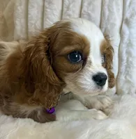 🩷💛Lily🩷💛, a female Cavalier King Charles Spaniel for sale in Fountain Valley, CA – 6 of 10