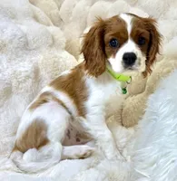 Tony , a male Cavalier King Charles Spaniel for sale in Fountain Valley, CA – 5 of 10