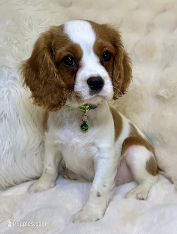 ♥️💙Finn💙♥️ – Cavalier King Charles Spaniel puppy for sale in Fountain Valley, CA