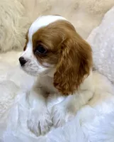 🩷💛Penelope💛🩷, a female Cavalier King Charles Spaniel for sale in Fountain Valley, CA – 9 of 10