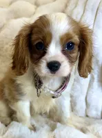 🩷Naomi🩷, a female Cavalier King Charles Spaniel for sale in Fountain Valley, CA – 1 of 8