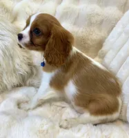 💛💙Archie 💛💙, a male Cavalier King Charles Spaniel for sale in Fountain Valley, CA – 2 of 10