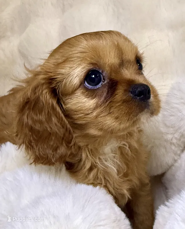 Naomi  – Cavalier King Charles Spaniel puppy for sale in Fountain Valley, CA
