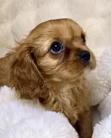 Annie, a female Cavalier King Charles Spaniel for sale in Fountain Valley, CA – 10 of 10