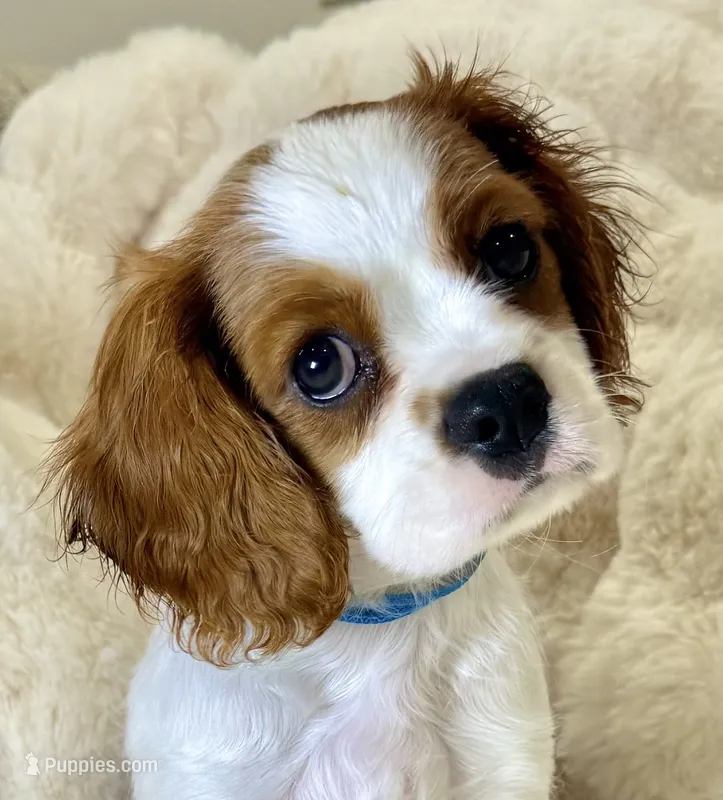 Jasper  – Cavalier King Charles Spaniel puppy for sale in Fountain Valley, CA
