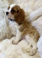 💚💚Eddie 💚💚, a male Cavalier King Charles Spaniel for sale in Fountain Valley, CA – 3 of 7