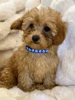 💙❤️💙Clifford 💙❤️💙, a male Poodle - Toy  for sale in Fountain Valley, CA – 2 of 10