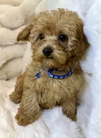 💙❤️💙Clifford 💙❤️💙, a male Poodle - Toy  for sale in Fountain Valley, CA – 9 of 10