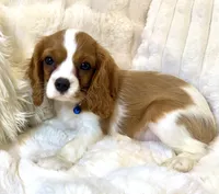 💛💙Archie 💛💙, a male Cavalier King Charles Spaniel for sale in Fountain Valley, CA – 7 of 10