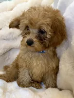💙❤️💙Clifford 💙❤️💙, a male Poodle - Toy  for sale in Fountain Valley, CA – 4 of 10