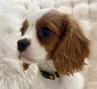 ♥️Charlotte♥️, a female Cavalier King Charles Spaniel for sale in Fountain Valley, CA – 2 of 10