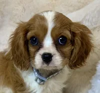 💛Sadie🩷, a female Cavalier King Charles Spaniel for sale in Fountain Valley, CA – 2 of 10