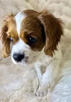 Tony , a male Cavalier King Charles Spaniel for sale in Fountain Valley, CA – 9 of 10