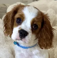 Jasper , a male Cavalier King Charles Spaniel for sale in Fountain Valley, CA – 2 of 10
