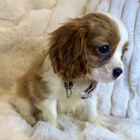 🩷Naomi🩷, a female Cavalier King Charles Spaniel for sale in Fountain Valley, CA – 7 of 8