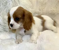 🩷💛Penelope💛🩷, a female Cavalier King Charles Spaniel for sale in Fountain Valley, CA – 7 of 10