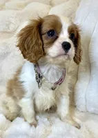 🩷Naomi🩷, a female Cavalier King Charles Spaniel for sale in Fountain Valley, CA – 5 of 8
