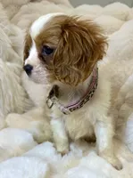 🩷Naomi🩷, a female Cavalier King Charles Spaniel for sale in Fountain Valley, CA – 2 of 8