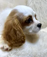 Charlotte , a female Cavalier King Charles Spaniel for sale in Fountain Valley, CA – Photo 8 of 10