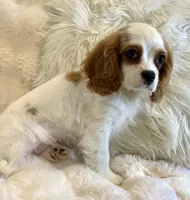 Charlotte , a female Cavalier King Charles Spaniel for sale in Fountain Valley, CA – Photo 10 of 10