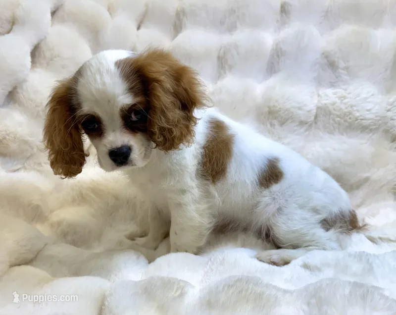 Charlotte  – Cavalier King Charles Spaniel puppy for sale in Fountain Valley, CA