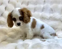 Charlotte , a female Cavalier King Charles Spaniel for sale in Fountain Valley, CA – Photo 4 of 10