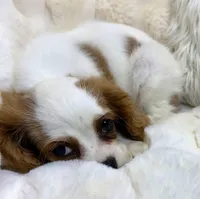 Charlotte , a female Cavalier King Charles Spaniel for sale in Fountain Valley, CA – Photo 5 of 10