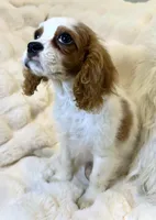 Charlotte , a female Cavalier King Charles Spaniel for sale in Fountain Valley, CA – Photo 2 of 10