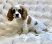 Charlotte , a female Cavalier King Charles Spaniel for sale in Fountain Valley, CA – Photo 7 of 10