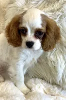Charlotte , a female Cavalier King Charles Spaniel for sale in Fountain Valley, CA – Photo 3 of 10