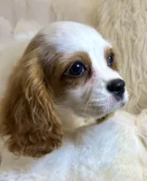 Charlotte , a female Cavalier King Charles Spaniel for sale in Fountain Valley, CA – Photo 1 of 10